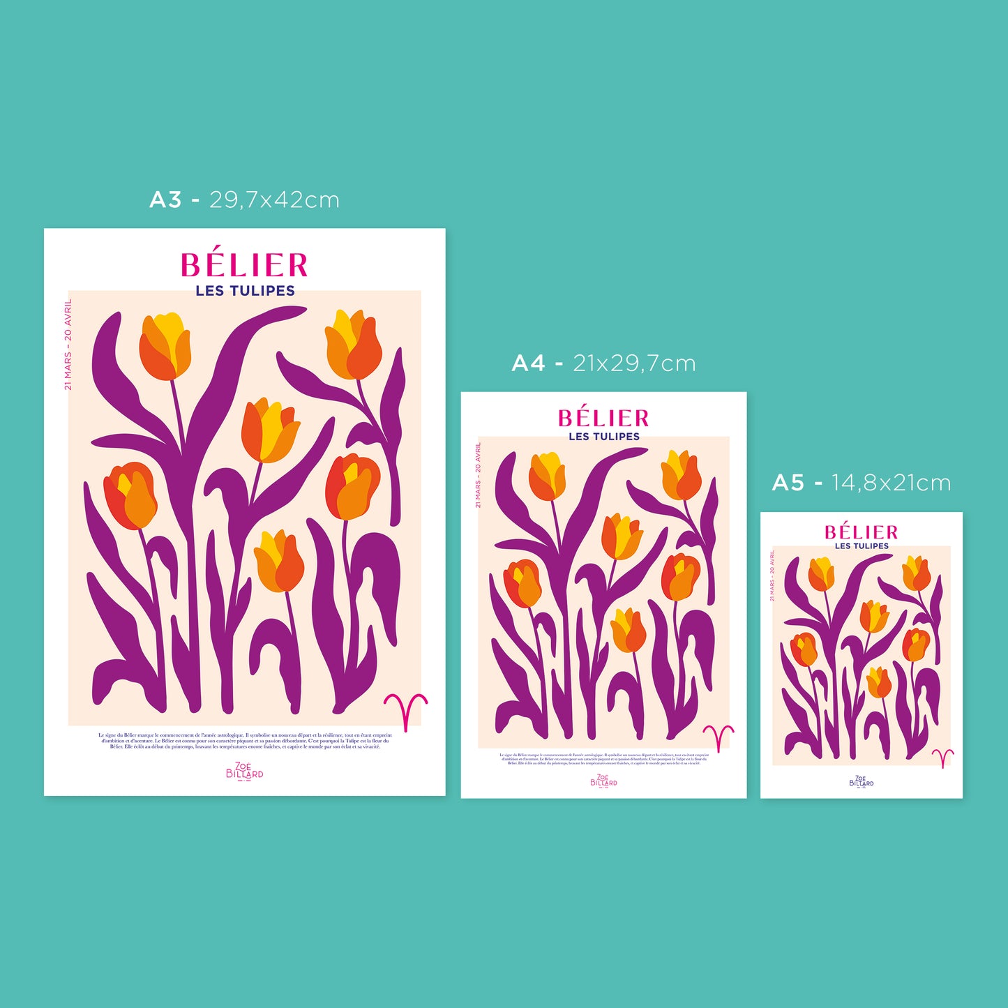 Bélier - Les Tulipes