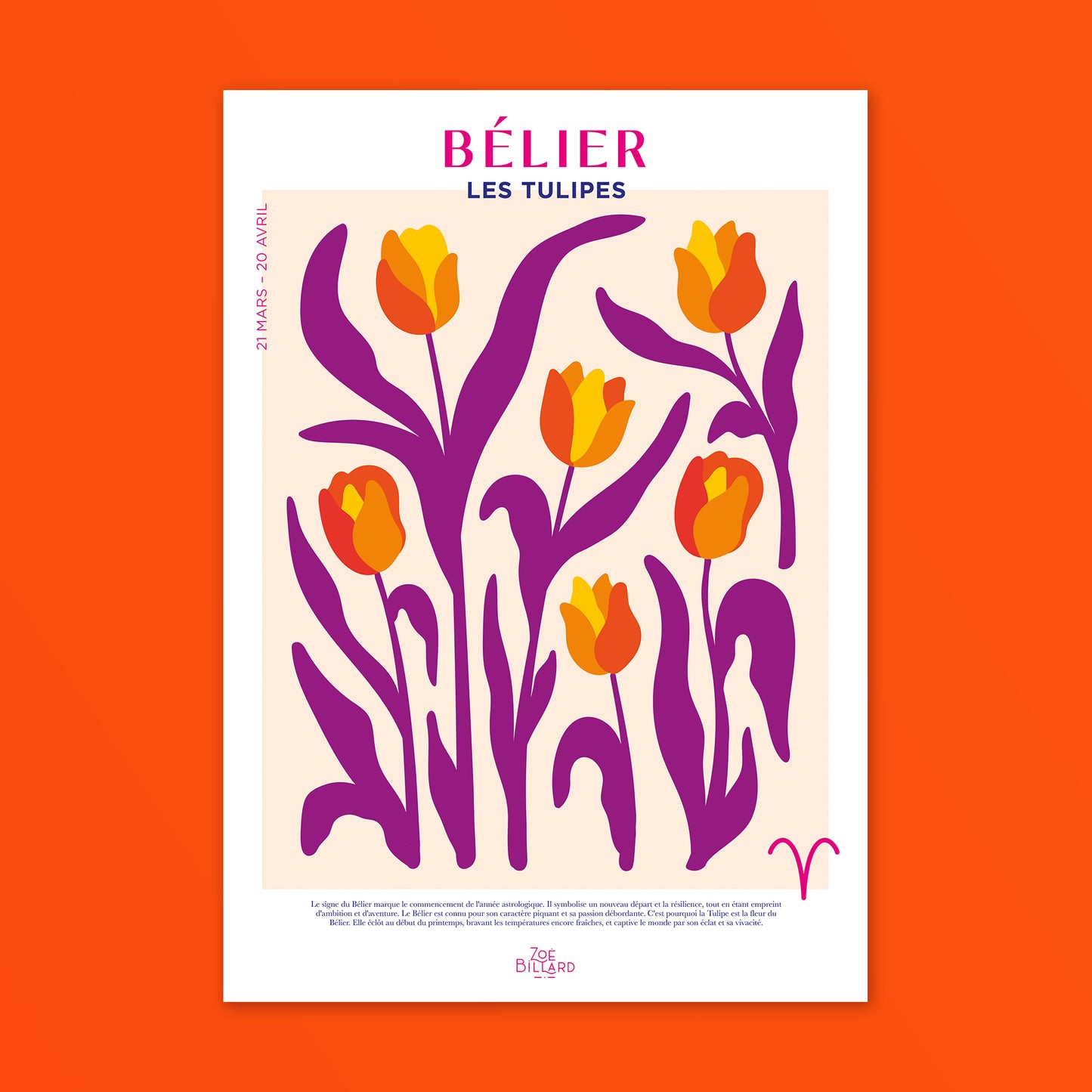 Bélier - Les Tulipes