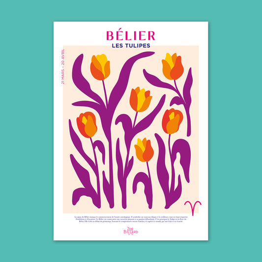 Bélier - Les Tulipes
